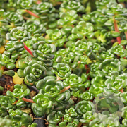 Sedum oreganum GM P9 BIO