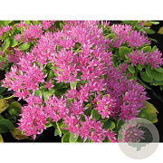Sedum spectabile 'Carmen' GM P9 BIO
