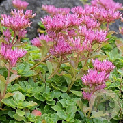 Sedum spurium 'Splendens' GM P9 BIO