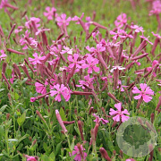 Silene schafta 'Splendens' GM P9 BIO