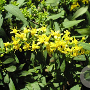 Solidago caesia GM P9 BIO