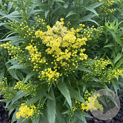 Solidago 'Little Lemon' GM P9 BIO
