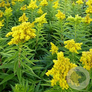 Solidago 'Spätgold' GM P9 BIO