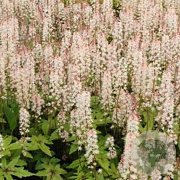 Tiarella 'Pink Bouquet' GM P9 BIO