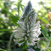 Trifolium rubens 'Album' GM P9 BIO