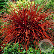 Uncinia rubra GM P9 BIO