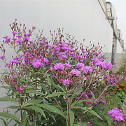 Vernonia crinita 'Mammuth' GM P9 BIO