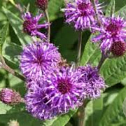 Vernonia noveboracensis GM P9 BIO