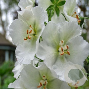 Verbascum phoenic. 'Flush of White' GM P9 BIO