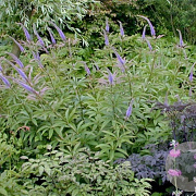 Veronicastrum sibiricum GM P9 BIO