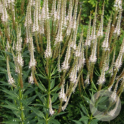 Veronicastrum virg. 'Diana' GM P9 BIO