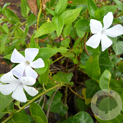 Vinca major 'Alba' GM P9 BIO