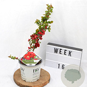 Chaenomeles Gemengd 40-60 cm 3,0L