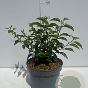 Prunus l. 'Angustifolia' 20-30 cm 3,5L