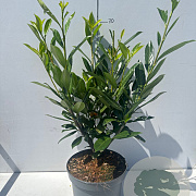 Prunus l. 'Caucasica' 40-50 cm 5,0L