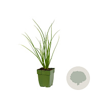 Allium tuberosum GM  P11