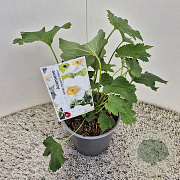 Anemone hyb. 'Honorine Jobert' 20-25 cm 2,5L
