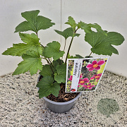 Anemone h. 'Splendens' 20-25 cm 2,5L