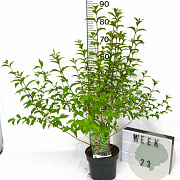 Callicarpa dich. 'Issai' 40-50 cm 3,0L met bes