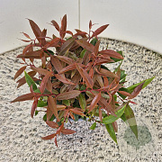 Leucothoe keiskei Burning Love 25 cm 2,5L