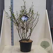 Magnolia stellata 150-175 cm 20L meerstammig