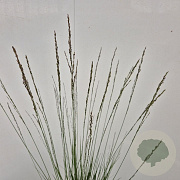 Molinia caerulea 'Edith Dudszus' 60-70 cm 4,0L