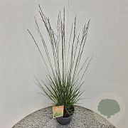 Molinia caerulea 'Heidebraut' 60-70 cm 4,0L