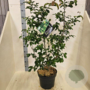 Parrotia persica 125-150 cm 10L meerstammig
