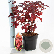 Physocarpus opulif. Little Angel 25-30 cm 2,0L