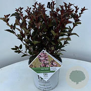 Physocarpus opulif. Tiny Wine 25-30 cm 3,0L