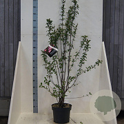 Viburnum bodn. 'Charles Lamont' 150-175 cm 10L