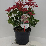 Pieris jap. 'Mountain Fire' 30-40 cm 5,0L struik