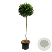 Prunus l. 'Angustifolia' 180 cm stam cont. 130L extra
