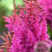Astilbe 'Maggie Daley' GM 2,0L