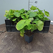 Brunnera macrophylla C1.5 wortelecht