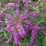 Buddleja d. Camberwell Beauty GM C1.3