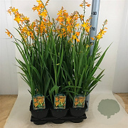 Crocosmia 'George Davidson' C1.5 wortelecht