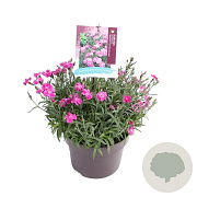 Dianthus caryophyllus 'Mountain Frost Collection Rose Bouquet' GM P9
