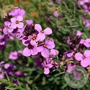 Erysimum 'Super Bowles Mauve' GM P9