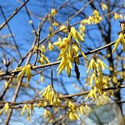Forsythia suspensa fortunei GM P9