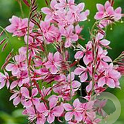Gaura lindheimeri 'Siskiyou Pink' GM 2,0L