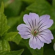 Geranium nodosum C1.5 wortelecht