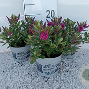 Hebe All Blooms Challenger C1.5 wortelecht