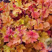 Heuchera 'Marmalade' C1.5 wortelecht
