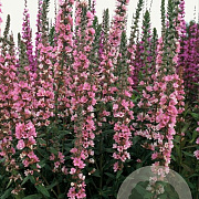 Lythrum sal. 'Pink Blush' GM P9