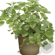 Mentha x piperita 'Orangen Mint' GM P9