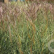 Miscanthus sinensis 'Kleine Silbersp. ' GM C1.3