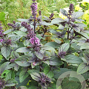 Ocimum basilicum 'Magic Blue' GM P9