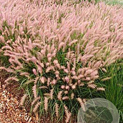 Pennisetum orientale 'Flamingo' GM C1.3