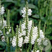 Physostegia v. 'Cristal Peak White' GM 2,0L